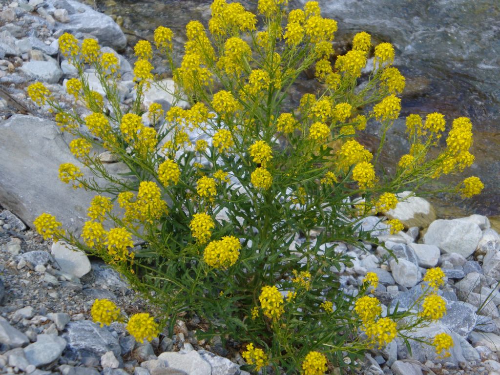Sisymbrium austriacum / Erba cornacchia austriaca